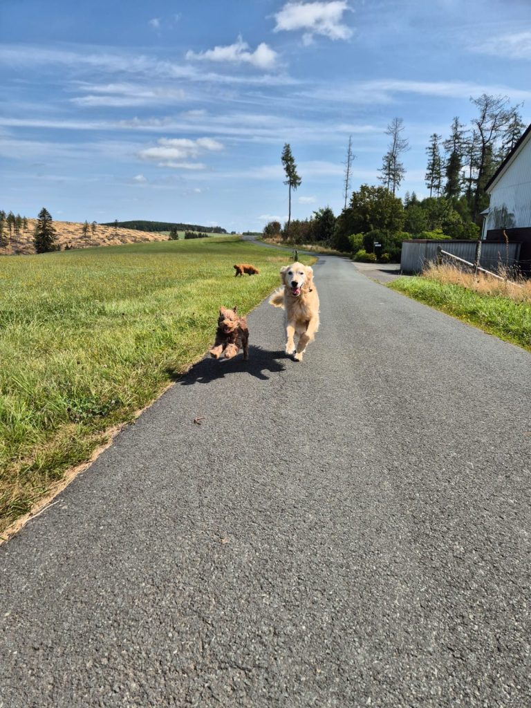 Ferienwohnung mit Hund Bad Berleburg