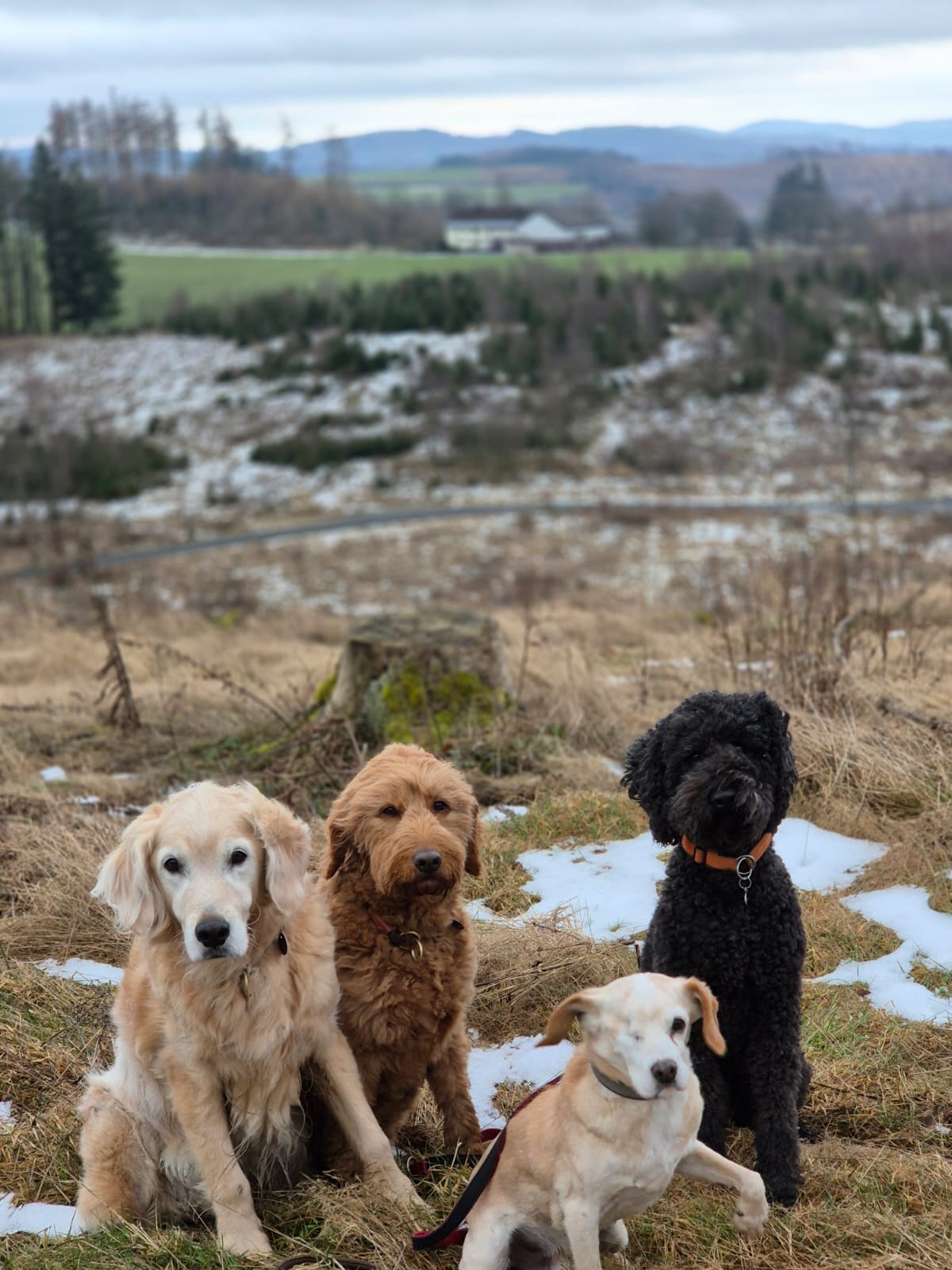 Urlaub mit Hund Bad Berleburg